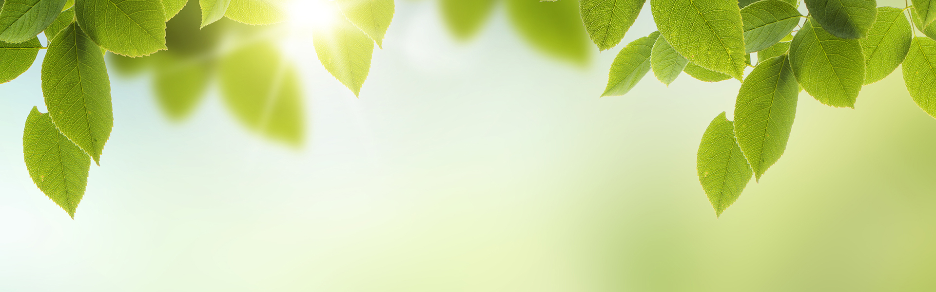 Green leaves in sunlight