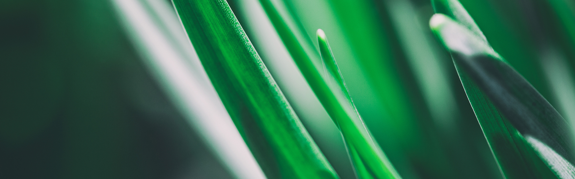 Close-up of green grass blades